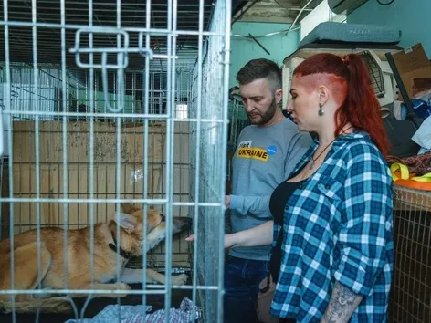 Visit Ukraine continues to help animals affected by war: how to support