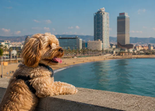 Pet-friendly відпочинок у Барселоні: найкращі пляжі, кафе та правила для туристів у 2026 році