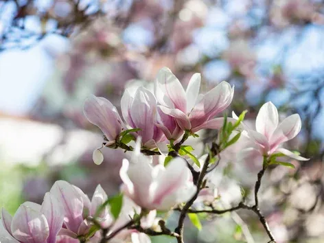 Magnolien in Transkarpatien 2026: Wann hat die Blüte begonnen und wo kann man sie sehen?