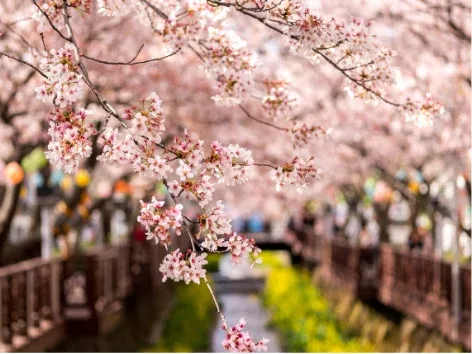 Сакури і не тільки: де в Україні помилуватися красивими квітами навесні