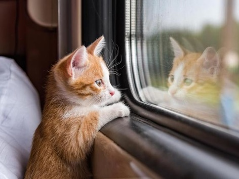 Rules for transporting animals by rail