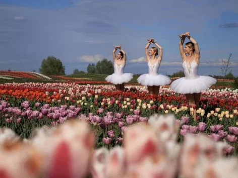 Три миллиона цветов: в Добропарке под Киевом откроется новый сезон тюльпанов