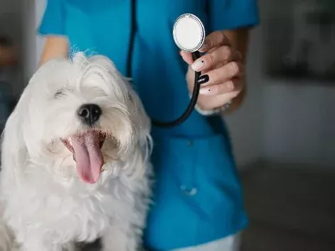 День ветеринара: що потрібно знати про людей, які рятують наших хвостатих друзів