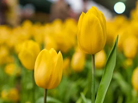 Tulipes des Pays-Bas à Odessa 2026 : Quand pouvons-nous attendre la floraison massive ?