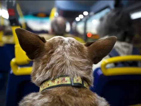 Neue Regeln für den Transport von Tieren in Bussen wurden genehmigt: Was Passagiere wissen müssen