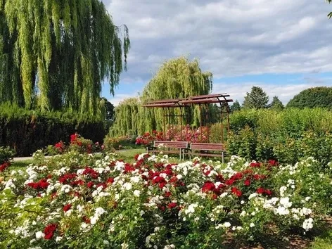 Rosen im Botanischen Garten Hryshko: Blütezeit, Öffnungszeiten und Eintrittspreise