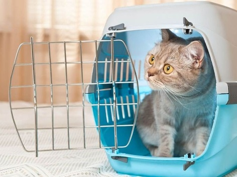 Traveling with a pet: rules for importing animals into Europe