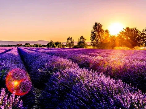 Campos de lavanda de Ucrania en 2025: los mejores lugares para visitar este verano