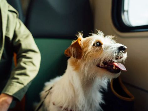 Як подорожувати з домашніми тваринами потягом: правила перевезення по Україні та за кордон