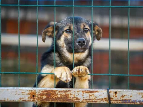 Help for animals affected by the Kakhovka dam explosion: we continue to support them