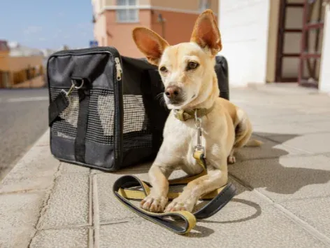 Vacunas, documentos y solicitudes: reglas para ingresar a Polonia con animales
