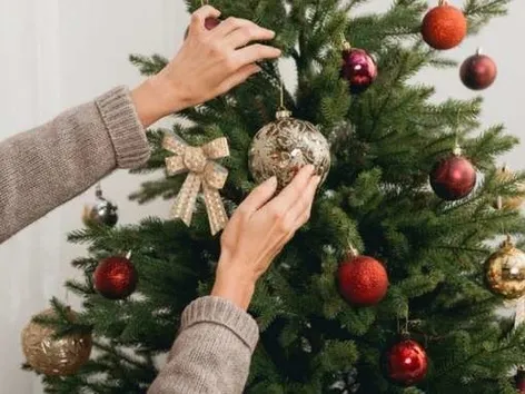 Prices for Christmas trees in 2025: how much do trees cost in Ukraine and where to buy them cheaper