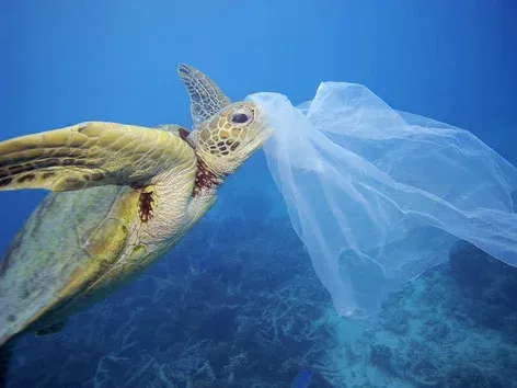 World Plastic Bag Free Day: Why is plastic pollution a global problem?