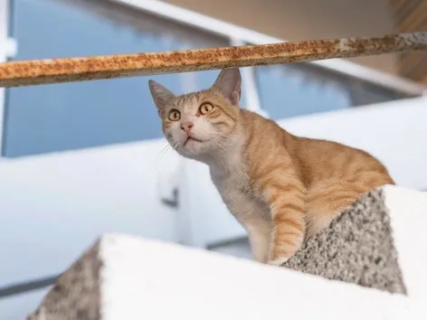 Cruises with Pets: New Program Allows Cats and Dogs in Cabins