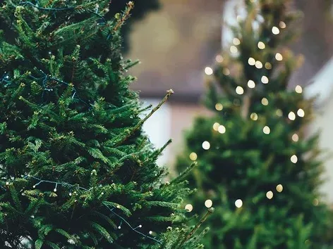 Where to hand over a Christmas tree for recycling in Kyiv: a list of addresses in all districts