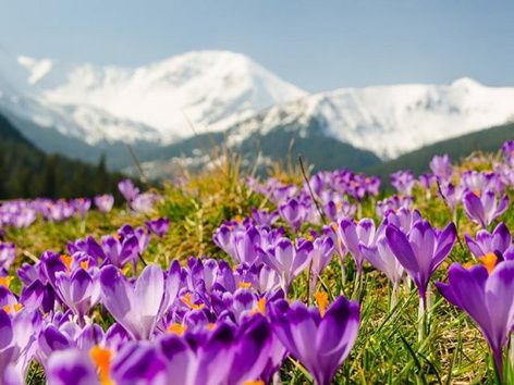 Spring Carpathians: climbing Petros and Hoverla, blooming crocuses and other tours in April 2023