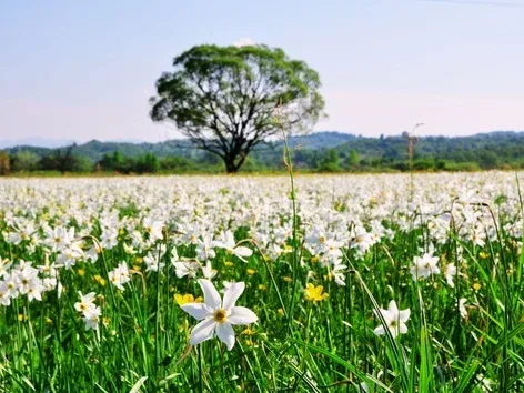 Blütezeit im Narzissental 2026: Wann sollte man nach Transkarpatien reisen, um die Massenblüte zu erleben?