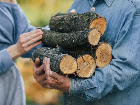 Firewood from the state: how to get firewood for free