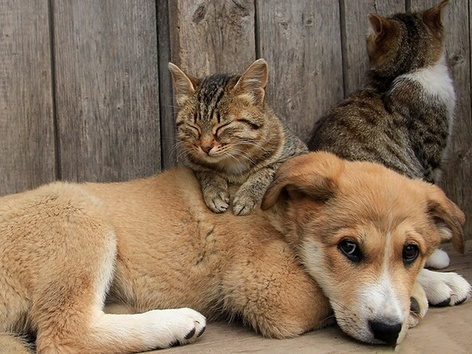 Vaccination and sterilization: the number of homeless animals will be controlled in Ukraine according to the European model