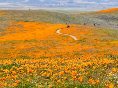 Flower Tourism: The 5 Best Places in the World to See Blooms