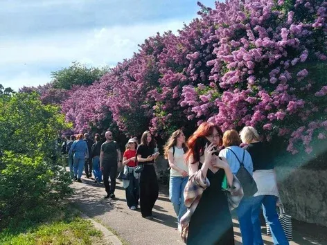 Цвітіння бузку у ботсаду Києва: коли краще приходити та які ціни на квитки?