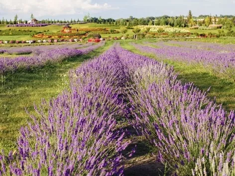 The lavender season starts in Dobropark near Kyiv: what do the themed photo zones look like and what are the ticket prices?